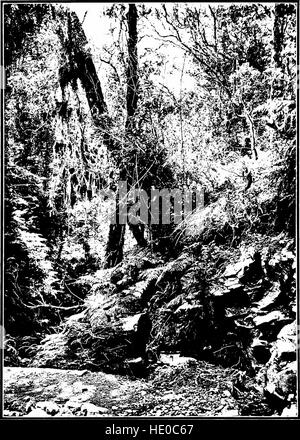 Questo lavoro del 1913 esplora le specie di alberi autoctone delle isole Hawaii, fornendo descrizioni dettagliate dei loro modelli di crescita, ruoli ecologici e significato nell'ambiente locale. Foto Stock