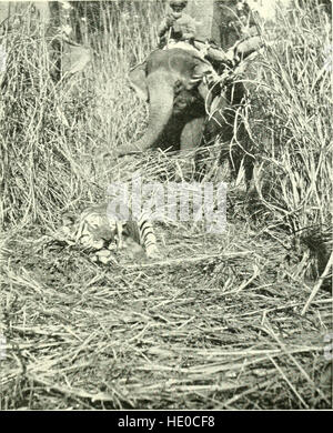 Il diario di un naturalista sportivo in India (1920) Foto Stock