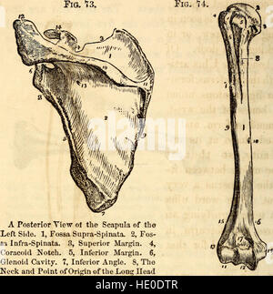 *Elementary Anatomy and Physiology* (1869) è un libro di testo educativo progettato per gli studenti di college, accademie e scuole. Copre le basi dell'anatomia e della fisiologia umana, fornendo una comprensione fondamentale del corpo umano. Foto Stock