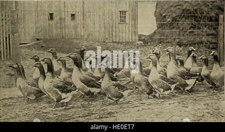 Le anatre e le oche; una preziosa raccolta di articoli sulla riproduzione, allevamento, alimentazione, alloggiamento e commercializzazione di questi uccelli redditizio (1900) Foto Stock