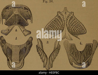 Catalogo di fossili di pesci nel British Museum di Storia Naturale) (1889) Foto Stock