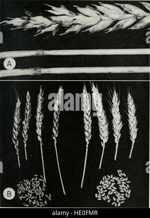 Malattie del frumento, avena, orzo, e segale (1960) Foto Stock