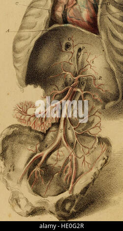 Questo lavoro presenta incisioni che illustrano le arterie del corpo umano, integrando il secondo volume di un manuale di anatomia completo. Foto Stock