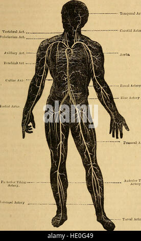 Elementi di fisiologia animale, principalmente umana (1873) Foto Stock