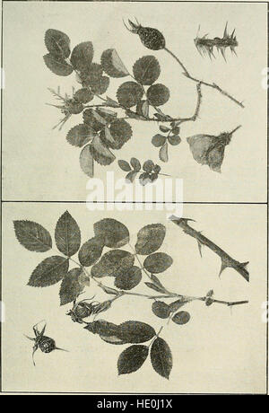 Le transazioni della storia naturale della società di Northumberland, Durham e Newcastle-upon-Tyne (1918) Foto Stock