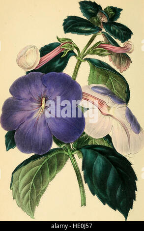 Paxton della Rivista della botanica e del registro delle piante in fiore (1842) Foto Stock