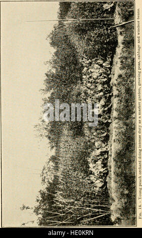 Gli agricoltori di quaranta secoli; o permanente di agricoltura in Cina, Corea e Giappone (1900) Foto Stock