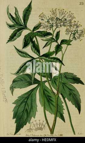 Il registro botanico costituito da figure colorate di (1815) Foto Stock