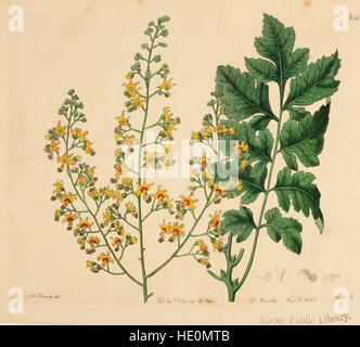 Il registro botanico costituito da figure colorate di (1815) Foto Stock