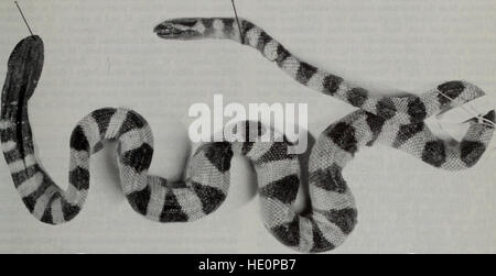 Il *Bulletin of the Natural History Museum Zoology* (1993-94) presenta ricerche su specie animali, ecosistemi e reperti zoologici provenienti dalle collezioni del museo, fornendo studi approfonditi su vari gruppi animali. Foto Stock