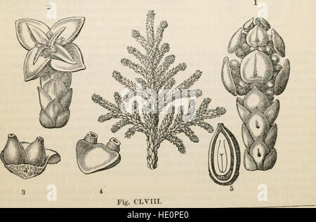 Il regno vegetale - o la struttura, classificazione, e utilizza delle piante, illustrato al sistema naturale (1846) Foto Stock