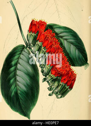 Paxton della Rivista della botanica e del registro delle piante in fiore (1842) Foto Stock