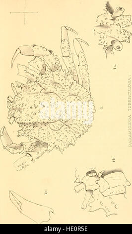 *Gli Annali e la rivista di storia naturale* (1885) copre la ricerca scientifica in zoologia, botanica e geologia, offrendo studi dettagliati di fenomeni naturali e campioni. Foto Stock