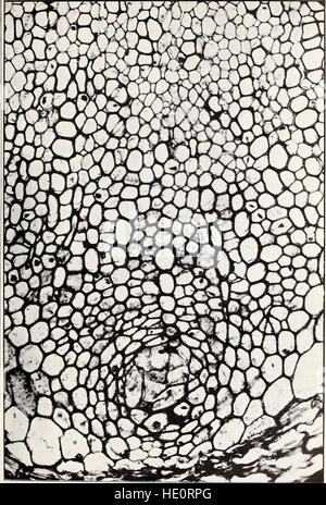 La struttura e lo sviluppo del crown gall - un impianto del tumore (1912)