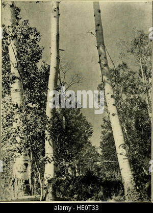 Studi familiari degli uccelli selvatici - loro tormenta e abitudini (1920) Foto Stock