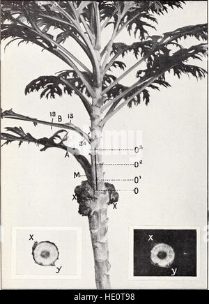La struttura e lo sviluppo del crown gall - un impianto del tumore (1912)