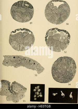 Ufficiale di morfologia (1909) Foto Stock