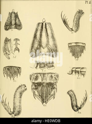 Transazioni e procedimenti e relazione della Royal Society of South Australia (1882) Foto Stock