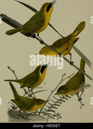 "Bird-Lore" (1905) è una pubblicazione dedicata allo studio degli uccelli, che presenta osservazioni scientifiche, relazioni sul campo e nuove scoperte in ornitologia e conservazione degli uccelli. Foto Stock