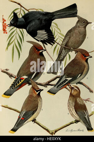 *Bird Lore* (1918) è un periodico focalizzato sull'ornitologia e lo studio degli uccelli, con articoli sul comportamento degli uccelli, sugli habitat e sugli sforzi di conservazione, oltre a consigli pratici di birdwatching e relazioni sul campo. Foto Stock