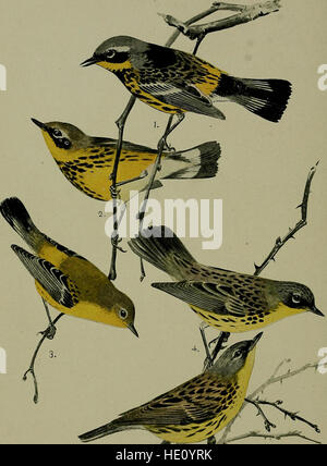 *Bird Lore* (1904) è una rivista dedicata allo studio degli uccelli e del birdwatching. Include osservazioni, ricerche e rapporti su specie di uccelli, comportamenti e habitat in tutto il Nord America, fornendo preziose informazioni per ornitologi e appassionati. Foto Stock