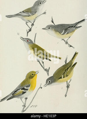 "Bird-Lore" del 1909 è una rivista dedicata allo studio degli uccelli, incentrata sull'identificazione, il comportamento e la conservazione delle specie di uccelli. Include relazioni sulla migrazione degli uccelli, l'ecologia e l'impatto dell'attività umana sulle popolazioni di uccelli. Foto Stock
