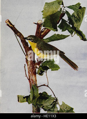 Bird vicini. Un conoscente introduttiva con cento e cinquanta uccelli si trovano comunemente nei giardini, prati e boschi circa le nostre case (1916) Foto Stock