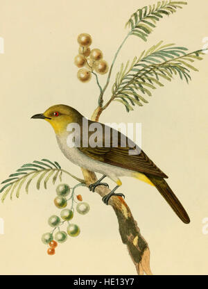 Illustrazioni di indiani ornitologia - contenente una cinquantina di figure di nuovo, unfigured e interessanti specie di uccelli, principalmente dal Sud dell'India (1847)