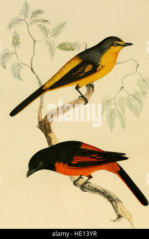 Illustrazioni di indiani ornitologia - contenente una cinquantina di figure di nuovo, unfigured e interessanti specie di uccelli, principalmente dal Sud dell'India (1847)