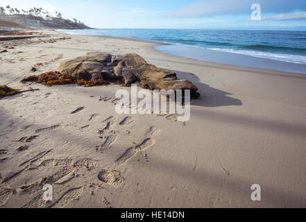 La parola "Windansea' scritto nella sabbia. Windansea Beach, La Jolla, California. Foto Stock