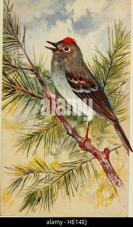 Questo libro offre una guida agli uccelli selvatici negli Stati Uniti a est delle Montagne Rocciose, con un focus sull'identificazione delle specie in base alle loro vocalizzazioni e caratteristiche. Foto Stock