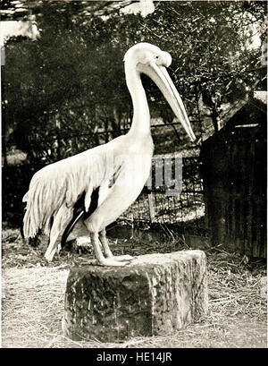 Gli uccelli di altre terre, rettili, pesci, giuntati animali e forme inferiori; (1917) Foto Stock