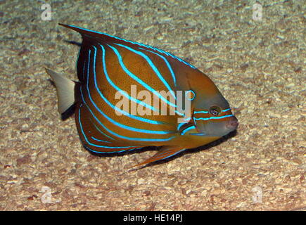 Indo-pacifico anello blu Angelfish (Pomacanthus annularis) Foto Stock