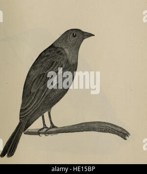 *Gli uccelli dell'Ontario in relazione all'agricoltura* (1898) esamina l'impatto delle popolazioni di uccelli sulle pratiche agricole in Ontario. Il lavoro discute di come gli uccelli possano beneficiare e danneggiare le colture, offrendo informazioni sul loro ruolo negli ecosistemi agricoli locali. Foto Stock