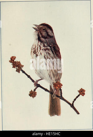 Bird vicini. Un conoscente introduttiva con cento e cinquanta uccelli si trovano comunemente nei giardini, prati e boschi circa le nostre case (1904) Foto Stock