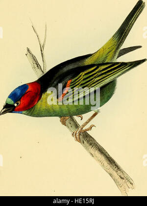 Una selezione di uccelli del Brasile e del Messico - disegni (1841) Foto Stock