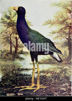 Gli uccelli di Ohio; una scientifica completa e popolare descrizione del 320 specie di uccelli che si trovano nello stato (1903) Foto Stock