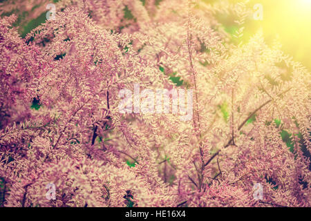 Tamarix meyeri Boiss bush nel giardino. Foto Stock