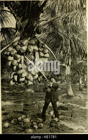 Guerra dell'America per l'umanità, correlate in storia e immagine, abbracciando una storia completa di Cuba nella lotta per la libertà... (1898) Foto Stock