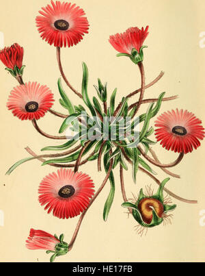 Paxton della Rivista della botanica e del registro delle piante in fiore (1842) Foto Stock