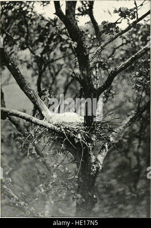 Con la natura e con una fotocamera; essendo le avventure e le osservazioni di un campo naturalista e un fotografo di animali (1898) Foto Stock