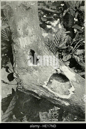 Foto di vita degli uccelli - sul prato del bosco, di montagna e di palude (1903) Foto Stock