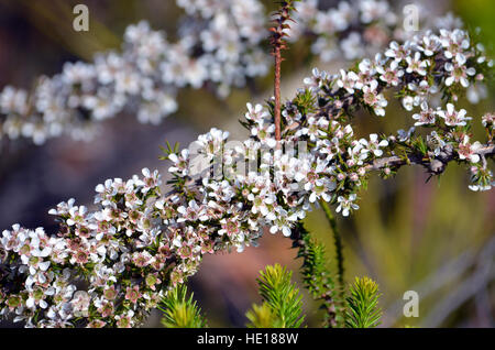 Australian tè bianco fiori di albero, leptospermum arachnoides, royal national park, Sydney Foto Stock