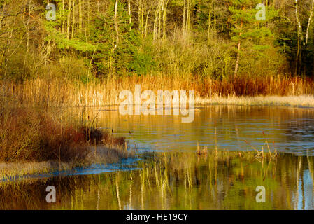 Piccola Foresta lago di congelamento per la prima volta in inverno. Crosta sottile di formazione di ghiaccio. Foto Stock