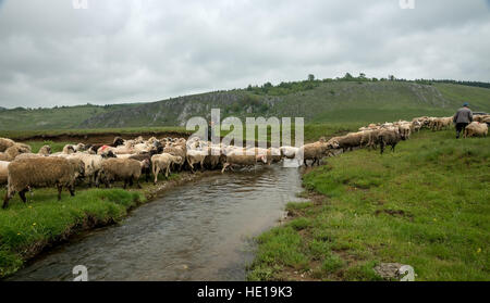 Brezovica, Serbia - 12 Maggio 2016: la mungitura di ovini in Brezovica sulla casa di montagna Foto Stock
