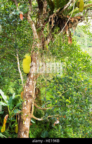 Big jackfruit (Artocarpus heterophyllus) sull'albero, Bali Indonesia Foto Stock
