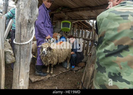 Brezovica, Serbia - 12 Maggio 2016: la mungitura di ovini in Brezovica sulla casa di montagna Foto Stock