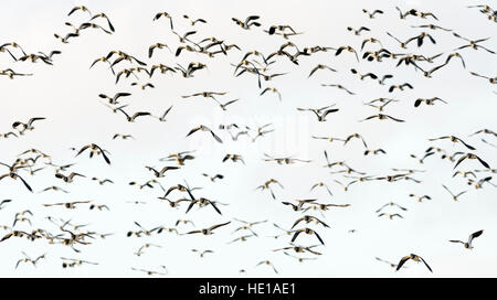 Gregge di Lapwings (Vanellus vanellus) in volo, Lincolnshire, England, Regno Unito Foto Stock