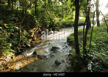 Piccolo fiume o il flusso che scorre attraverso la foresta, Shivapuri Nagarjun National Park, Kathmandu, Nepal. Foto Stock