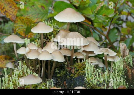 Seminate Tintling (Coprinus diffuse), Algovia, Baviera, Germania Foto Stock